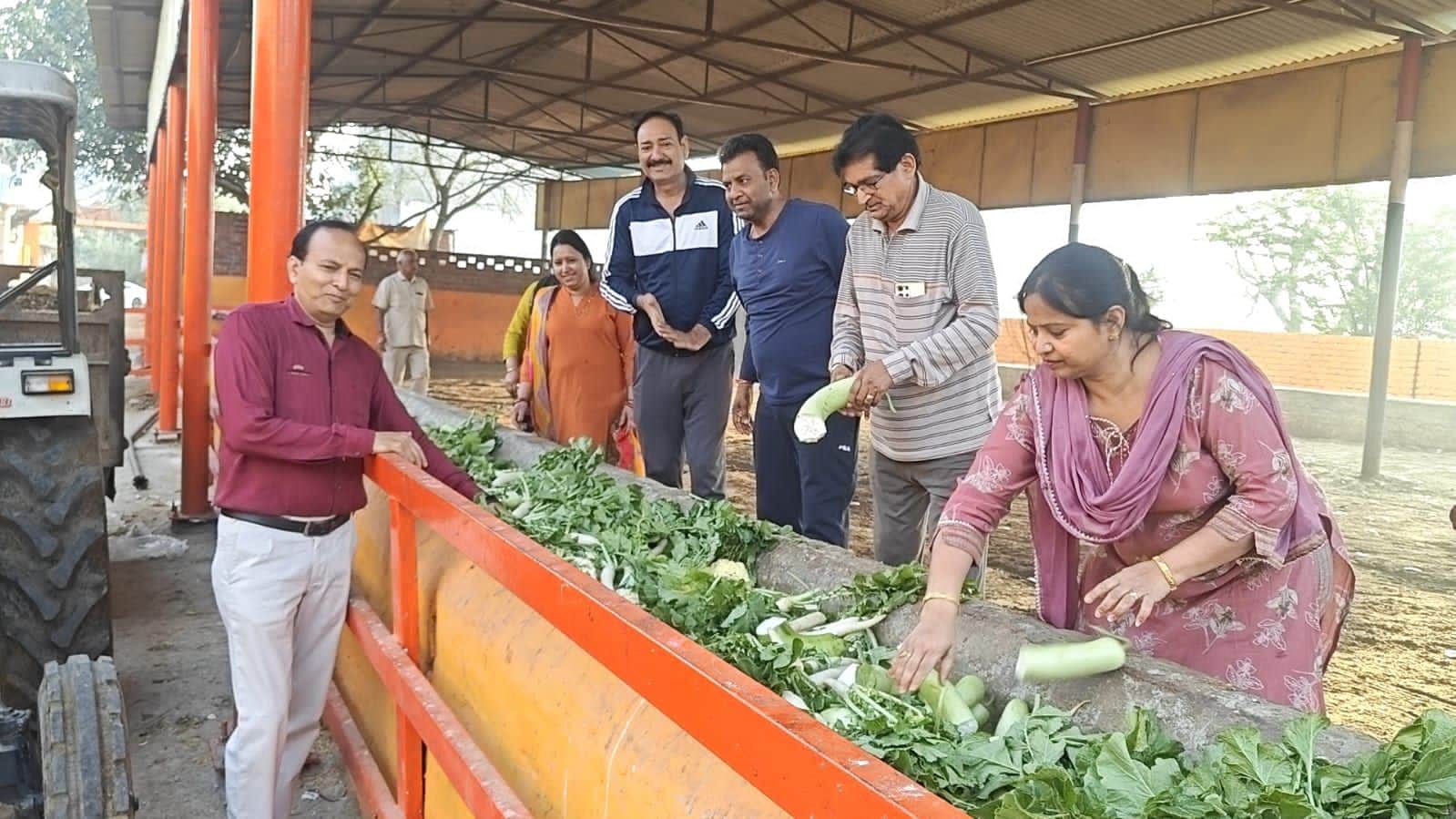 फोटो 02 गो माता को हरी सब्जी खिलाते क्लब सदस्य। क्लब