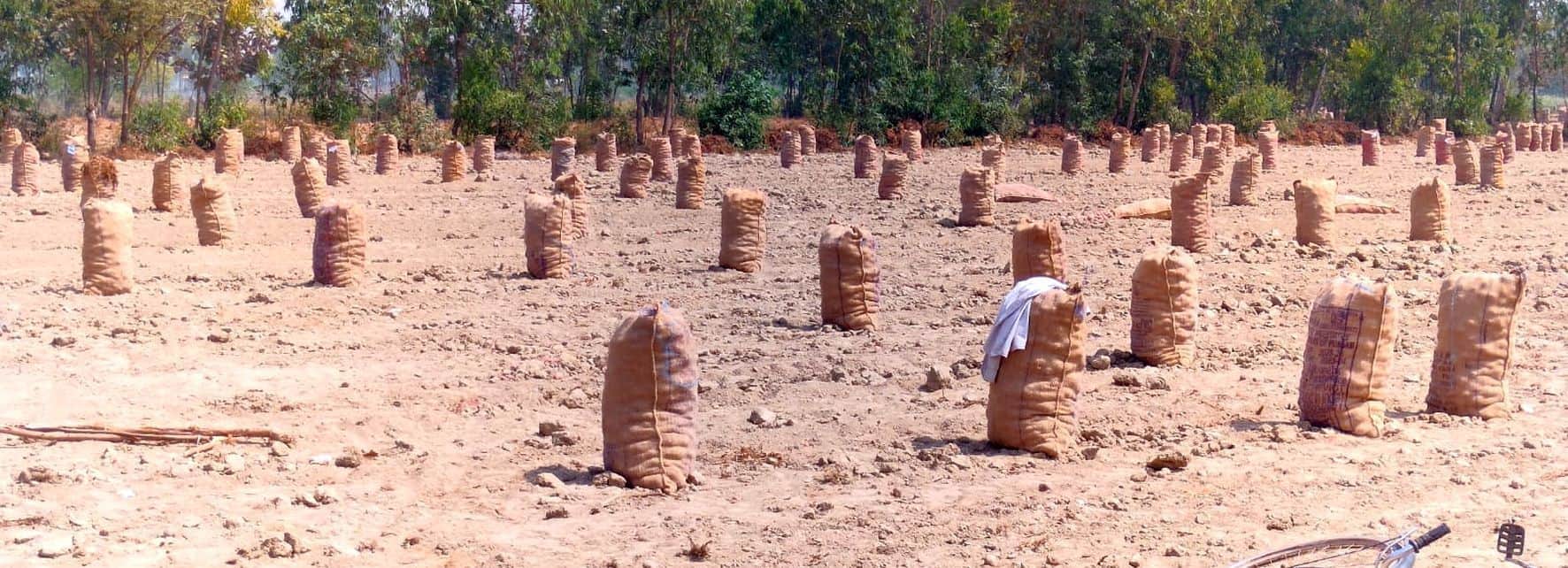 फतेहपुर क्षेत्र में खेत में पड़ा किसान का आलू।