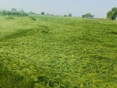 गांव कुड़ाना में बारिश और हवा के कारण गिरी गेहूं की फसल. संवाद