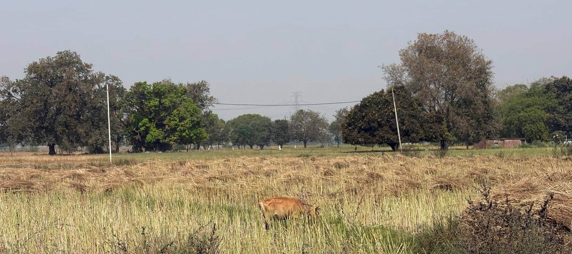 खेत में काटकर छोड़ी गई सरसों की फसल। संवाद