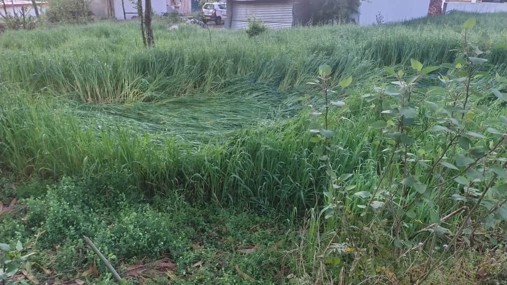 लडभड़ोल में तेज तूफान से गेहूं की फसल हुई बरबाद। संवाद