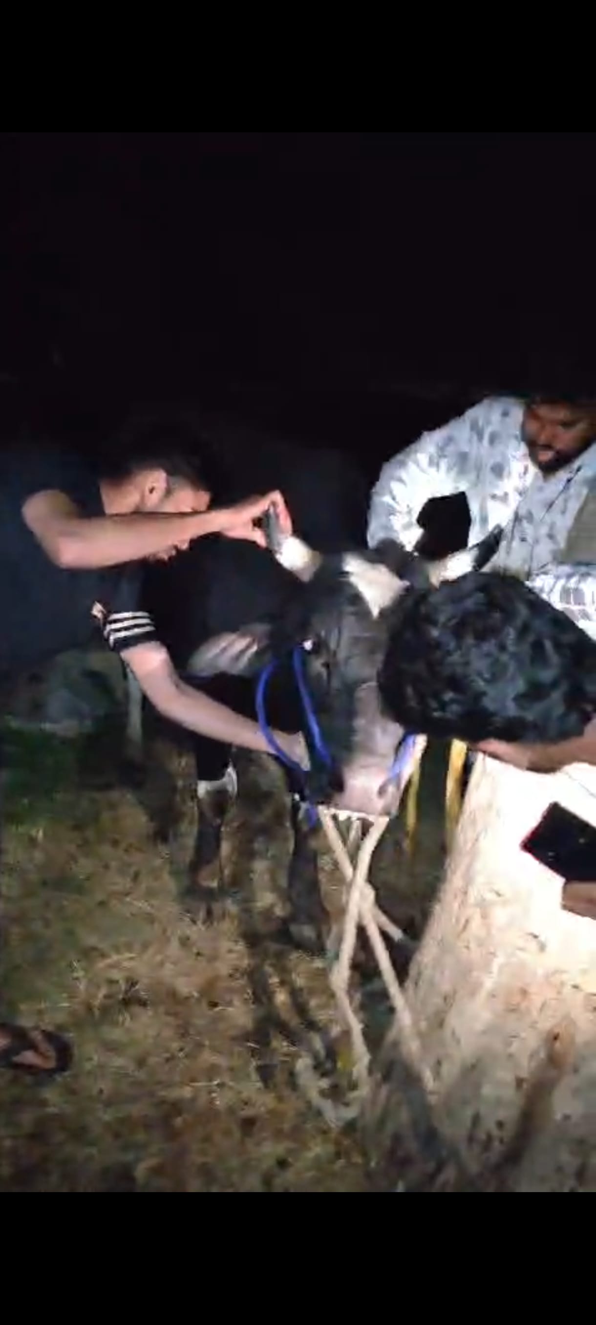 Protected animal found tied in Incholi cemetery, uproar ensues