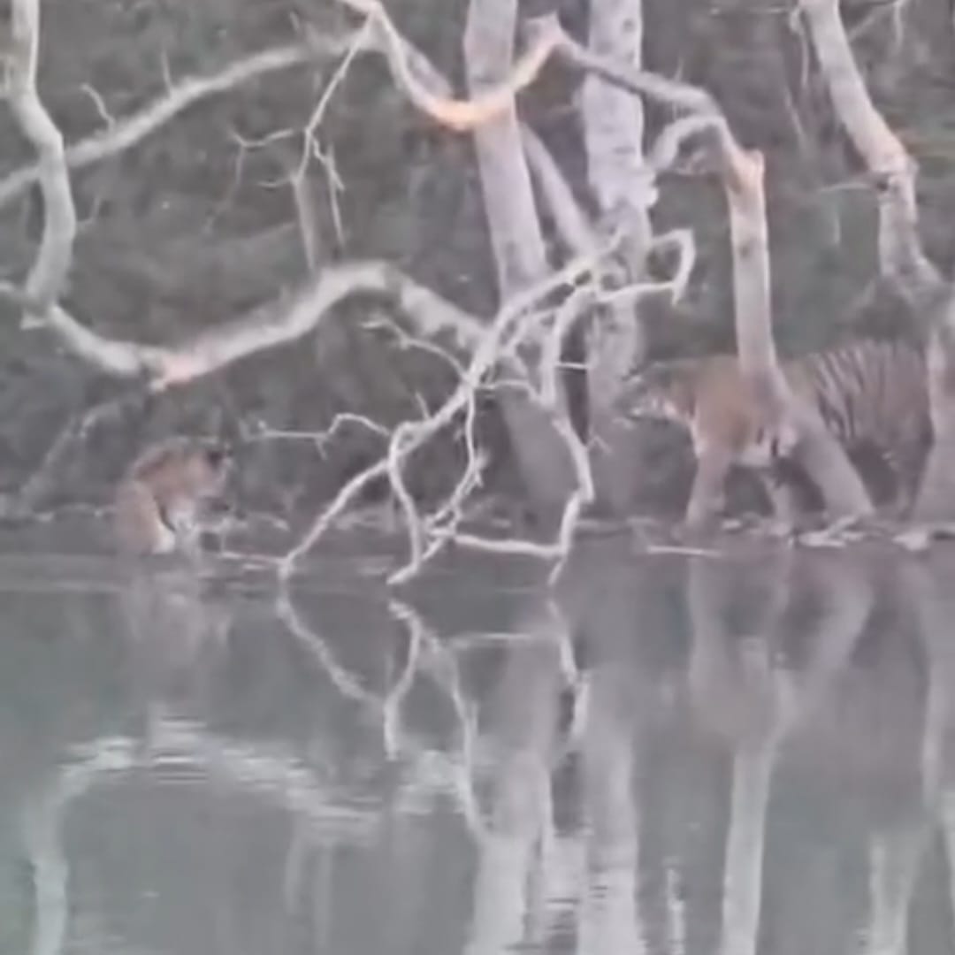 Three tigers spotted on the canal bank, thrilling tourists