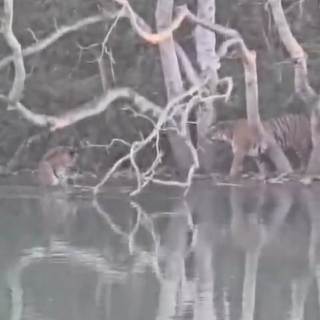 नहर किनारे घूमते बाघ। स्रोत वीडियो ग्रेब