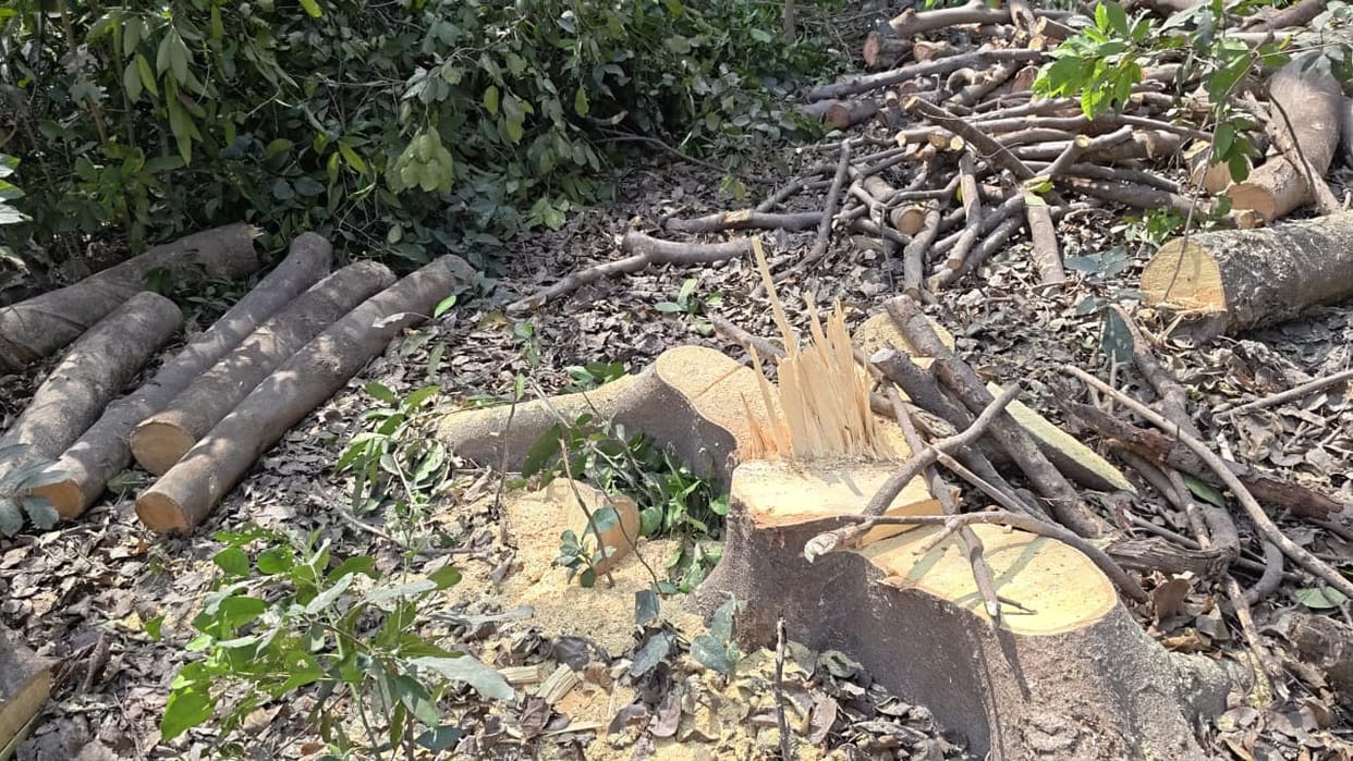 Satellite Images Expose Illegal Tree Felling Supreme Court Fines Firm 12 Lakh