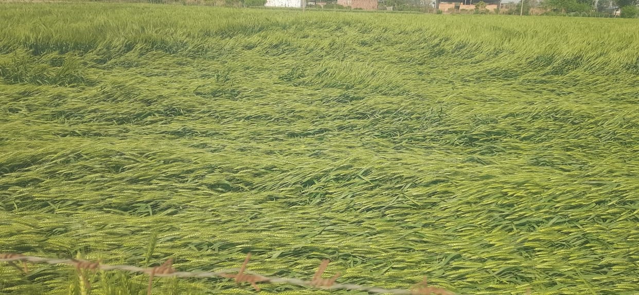 Wheat crop scattered in the fields due to strong wind, rain and hailstorm