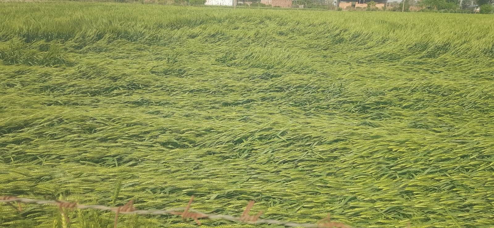 परवालों रोड पर तेज अंधड़ से खेत में बिछी गेहूं की फसल। संवाद