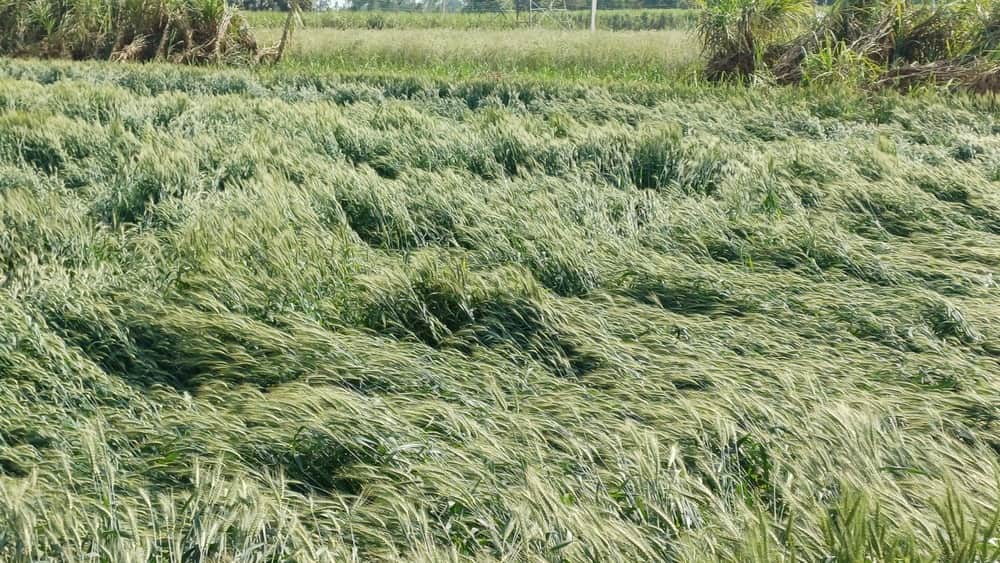 रतनपुरी में रविवार की रात तेज हवा के साथ आई बारिश से गिरी गेहूं की फ़सल।-संवाद