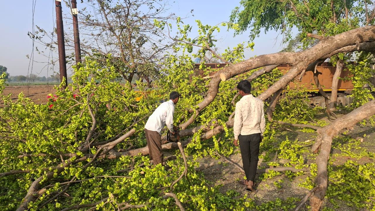 सड़क पर गिरा पेड़। संवाद