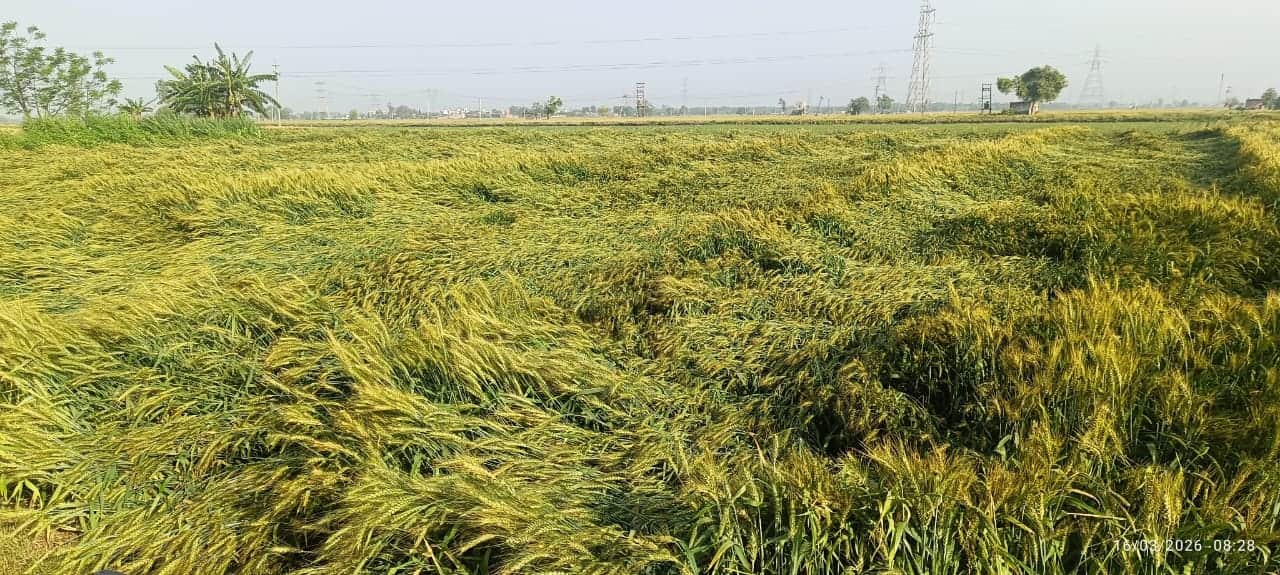 तेज हवा और बारिश के कारण गिरी गेहूं की फसल। संवाद