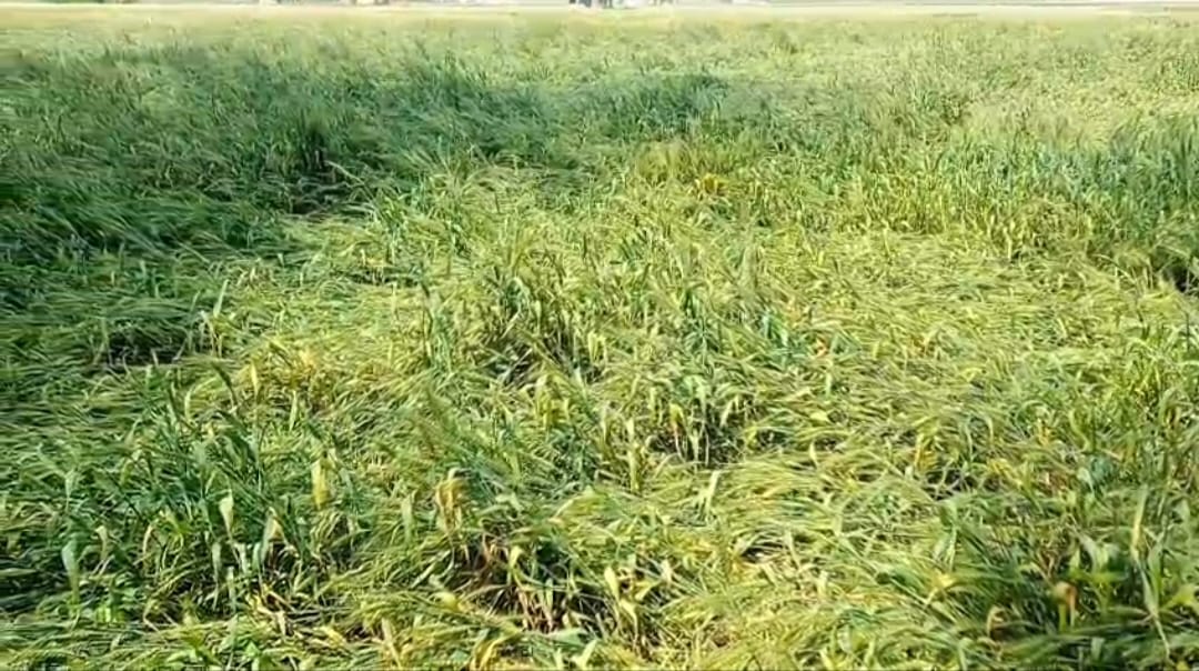 The storm destroyed wheat crops and disrupted power supply due to branches falling on wires.