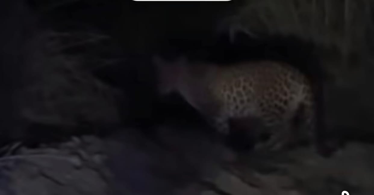 Leopard Sighted Near Belgarh; Panic Grips Residents