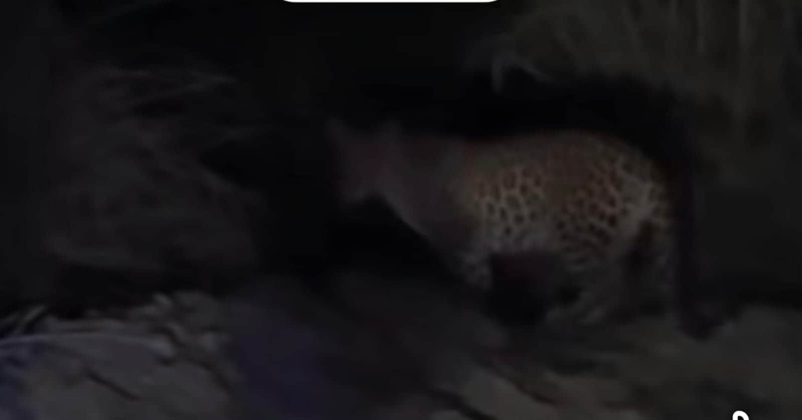 बेलगढ़ के खेतों में विचरण करता तेंदुआ। ग्रामीण