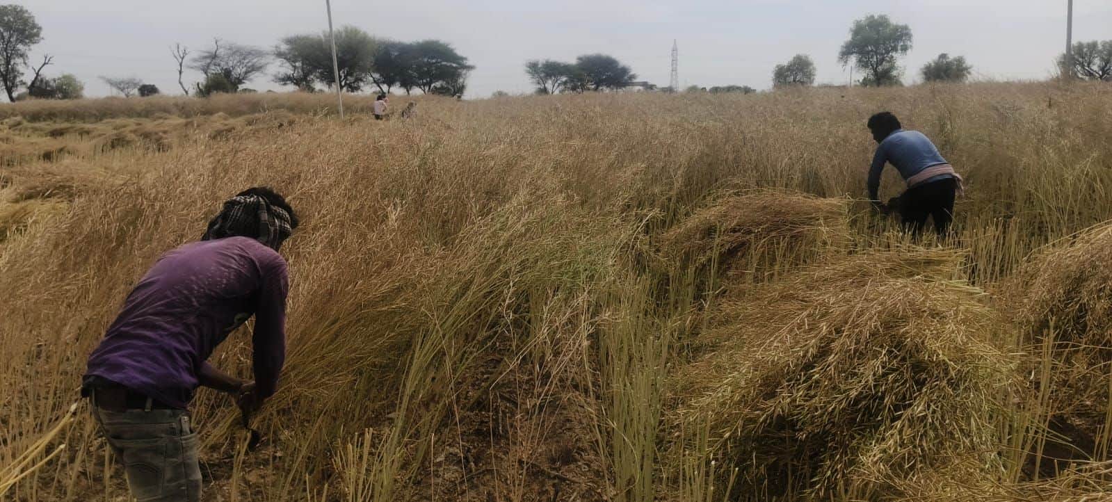 फोटो संख्या:61- सरसों की कटाई करते मजदूर--संवाद