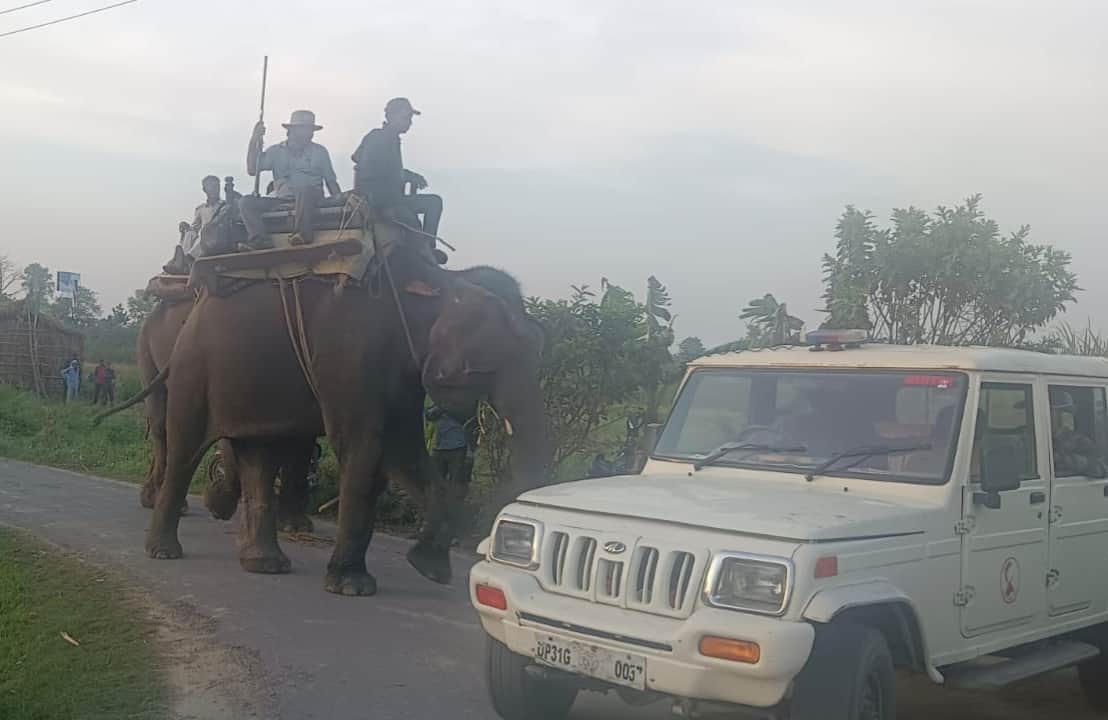 हाथी पर सवार होकर बाघ की तलाश करते अधिकरी व विशेषज्ञ। स्रोत : वन विभाग