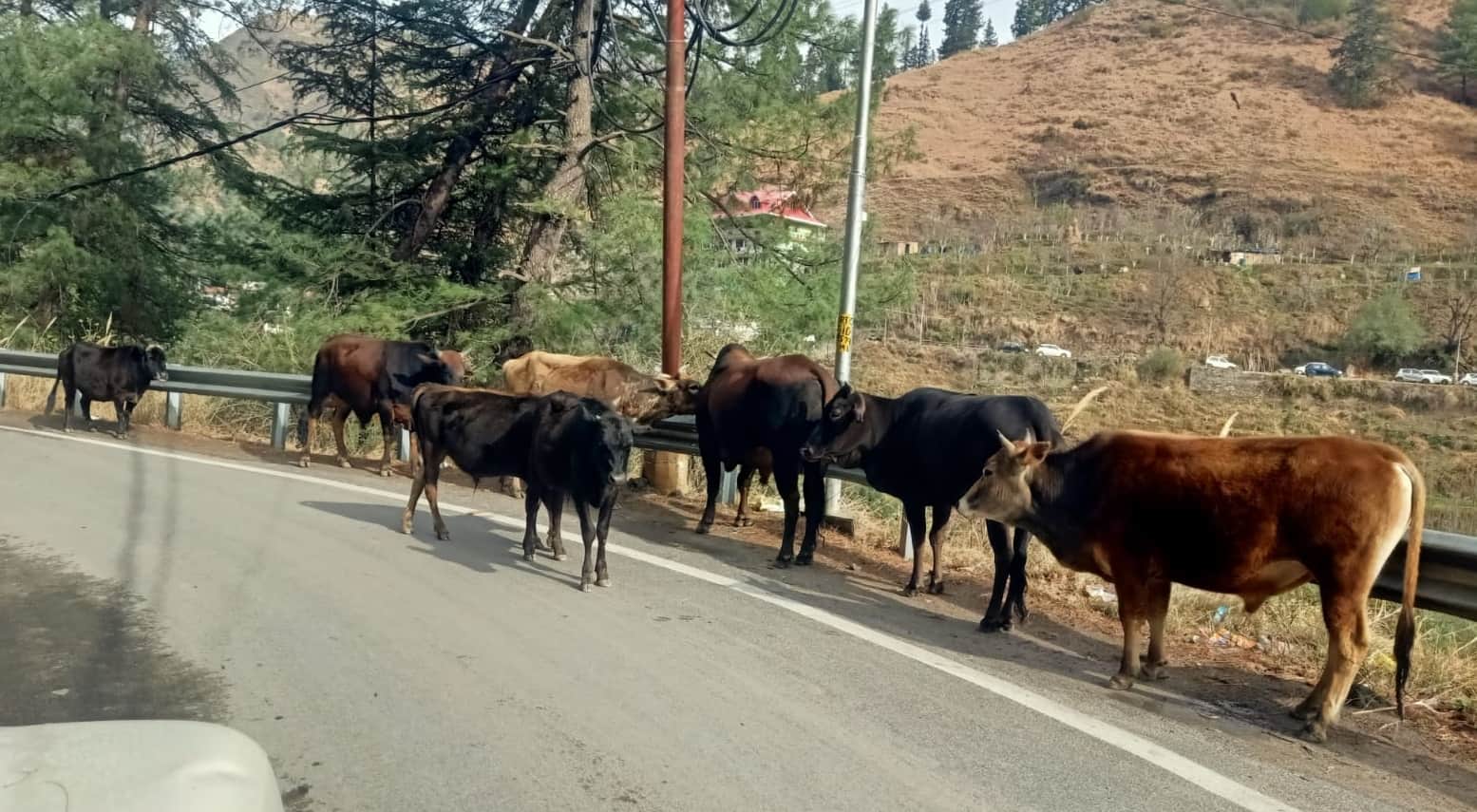 कोटखाई में सड़क पर भटक रहे बेसहारा मवेशी