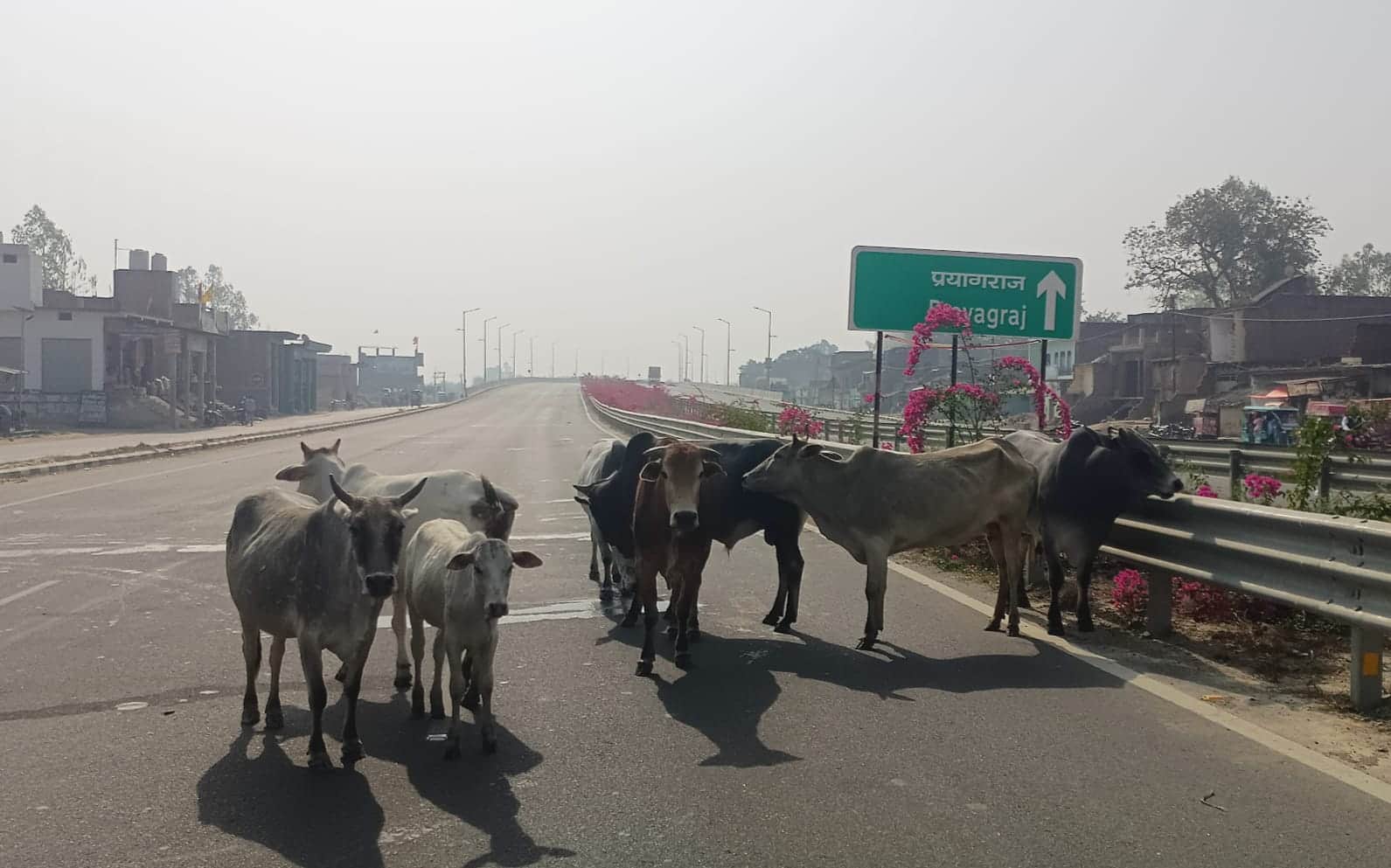 लालगोपालगंज स्थित प्रयागराज-रायबरेली हाईवे पर अवारा मवेशियों का जमावड़ा।