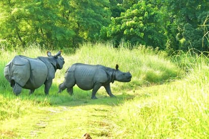 पुनर्वासन योजना में विचरण करते गैंडे। स्त्रोत- वन विभाग।