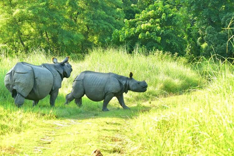 पुनर्वासन योजना में विचरण करते गैंडे। स्त्रोत- वन विभाग।