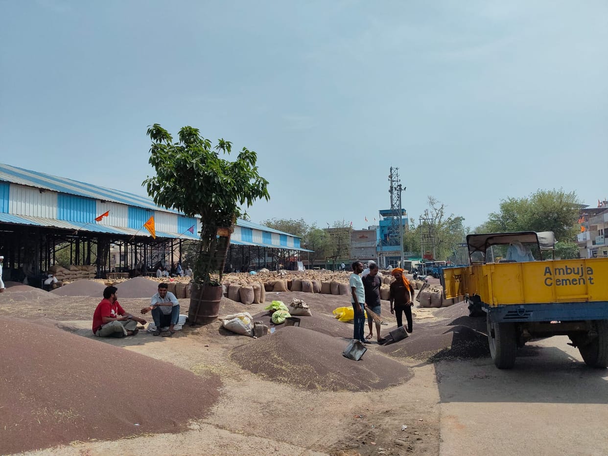Grain market filled with mustard, arrival increased