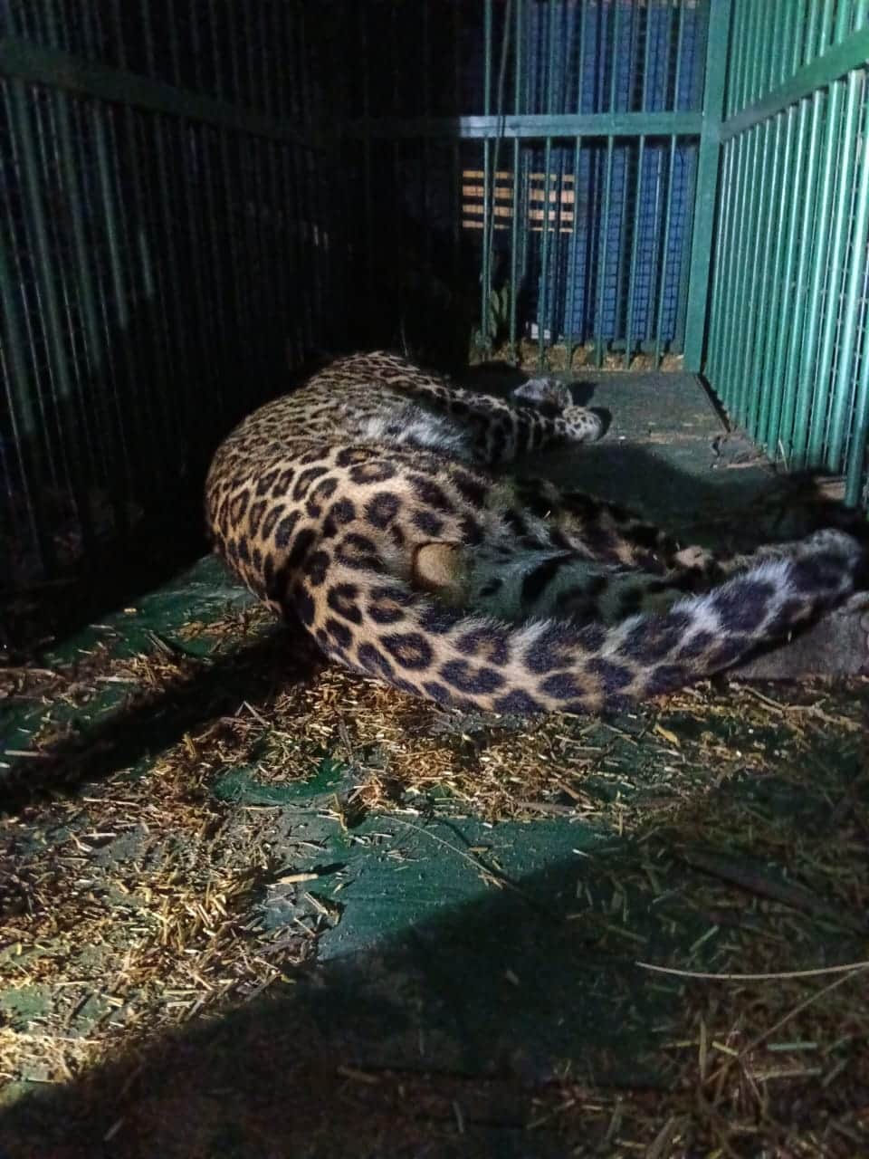 ट्रेंकुलाइज कर पकड़ा गया तेंदुआ। स्रोत: वन विभाग