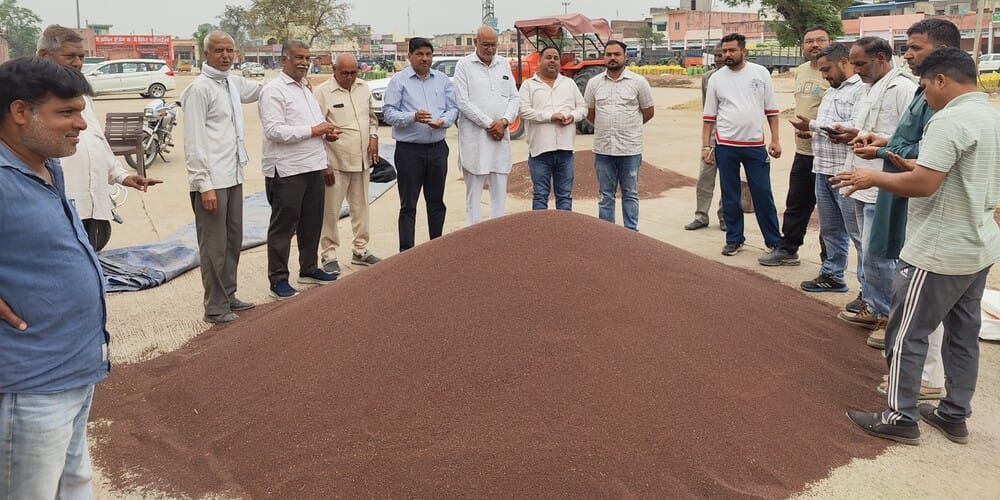 There is a possibility of loss of mustard due to lack of government procurement.