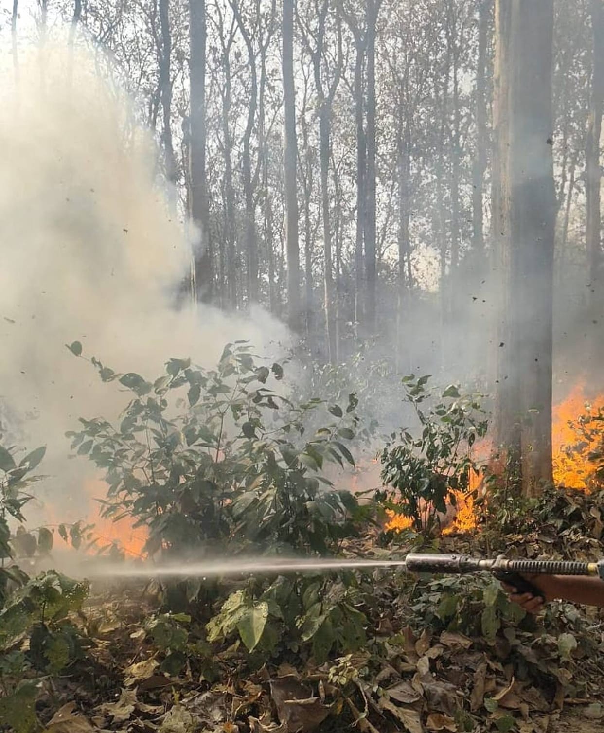 Fire broke out in Jarwa's forest, two bighas of land burned