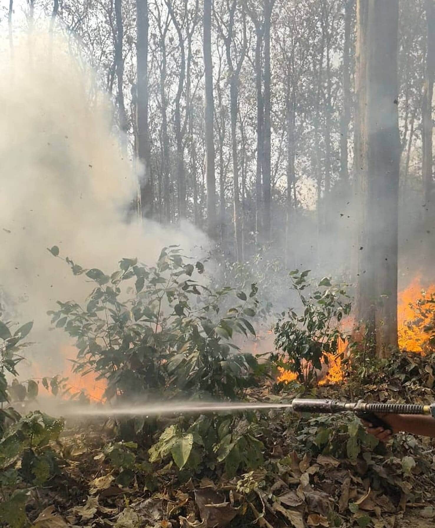 बलरामपुर के जरवा स्थित जंगल में लगी आग।-संवाद