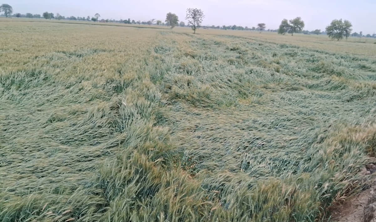 बारिश से गिरी गेहूं की फसल। संवाद