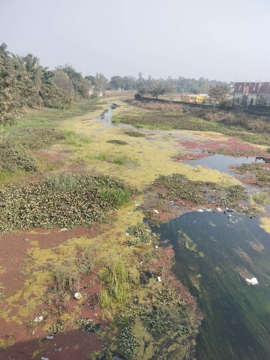 एक्सड़ा पुल के पास मनोरमा में सिल्ट और शैवाल की भरमार। संवाद