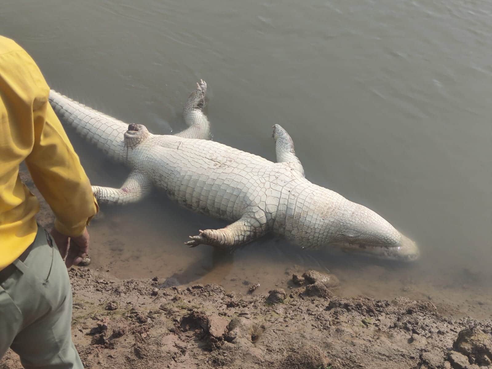 फोटो - 02 पहूज नदी में मृत पड़ा मगरमच्छ। संवाद