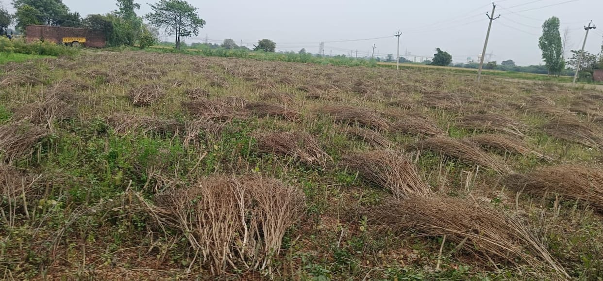 Chances of rain today increase farmers' worries