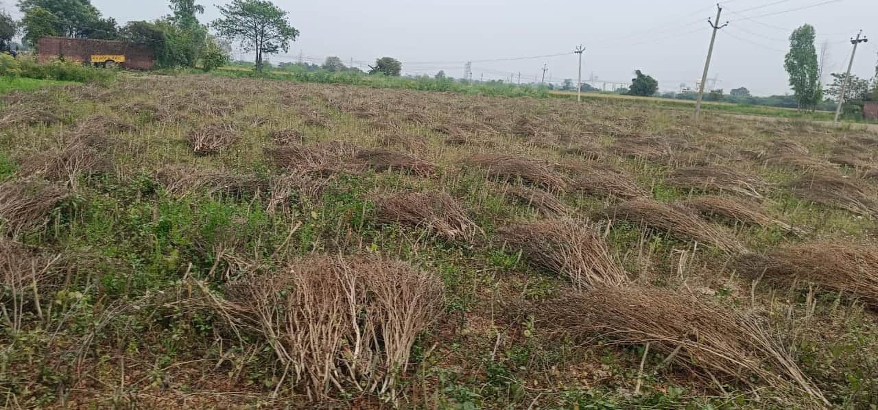 फोटो-38-खेत में कटी पड़ी सरसों की फसल।संवाद