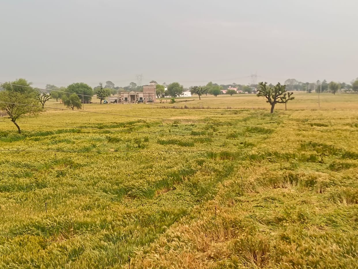 5 mm rain damages crops, mercury drops by 3 degrees
