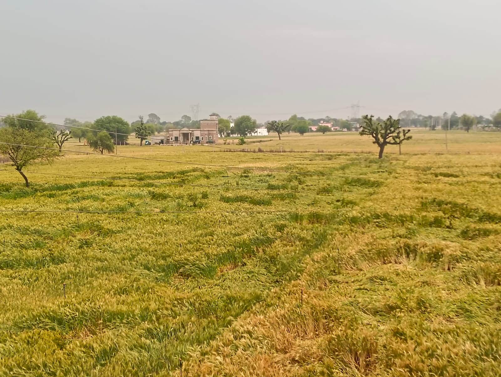 गांव बेरला के खेतों में बारिश के बाद बिछी गेहूं की फसल । 