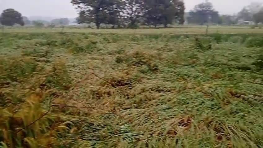 इन्दौरा में बारिश से खेतों में बिछी गेहूं की फसल। जागरूक पाठक