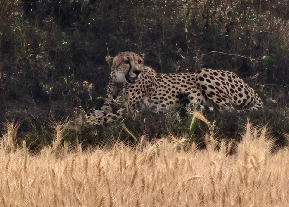 Cheetah leaves Madhya Pradesh and reaches Kota, every movement being monitored