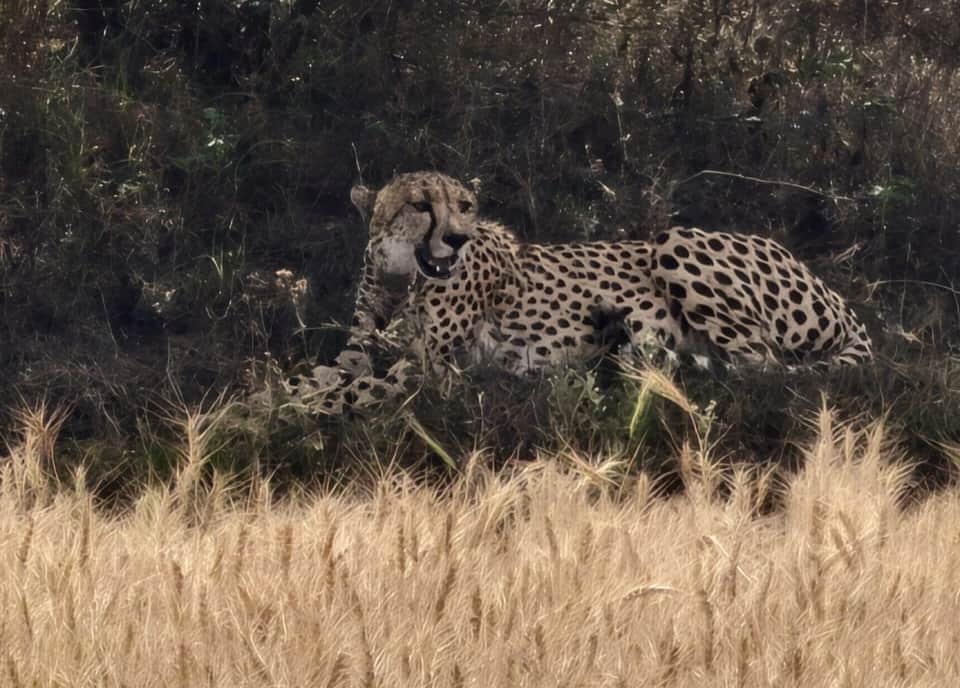 कोटा जिले की सीमा में देखा गया चीता।