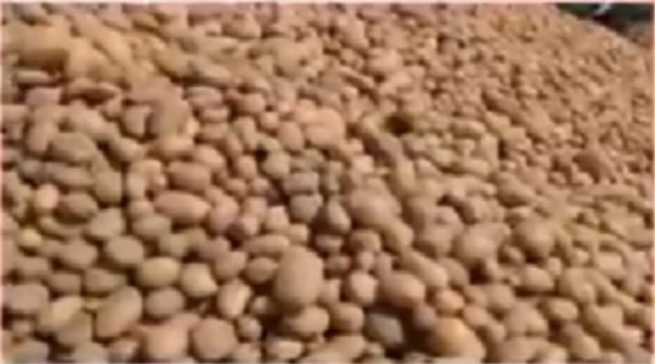 Potato and mustard farmers worried due to drizzle