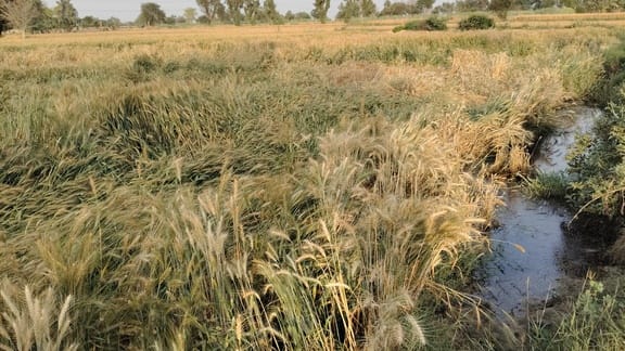 Wheat crop submerged due to breakage of minor track