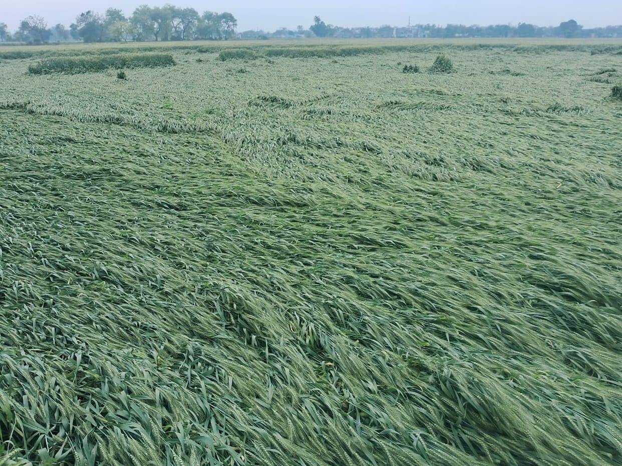 Heavy rain and strong winds caused the wheat crop to fall at many places
