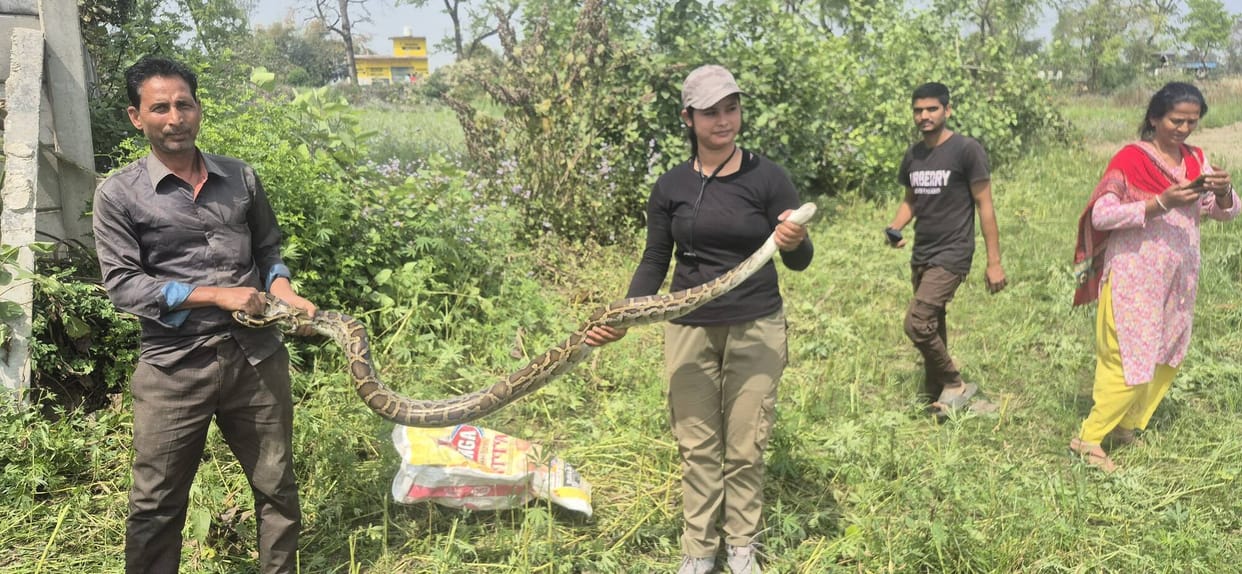 13-foot-long Burmese python found in farm