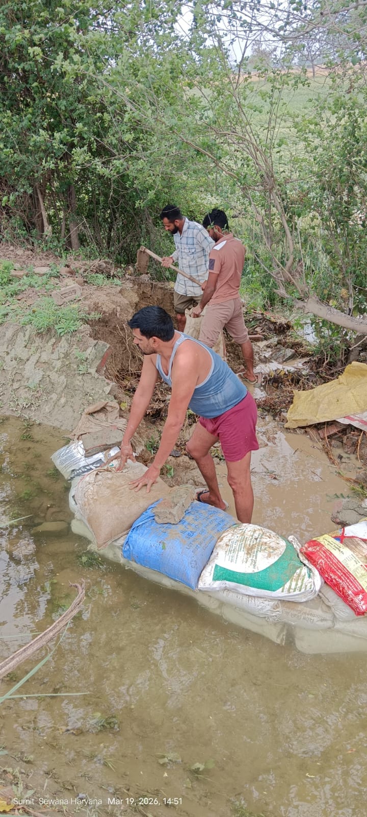 30 Acres of Wheat Crop Destroyed Due to Minor Canal Breach; Hard Work Turned to Dust