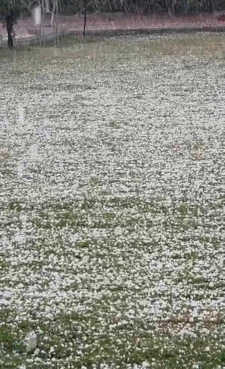 विदिशा में ओलावृष्टि से फसलें प्रभावित