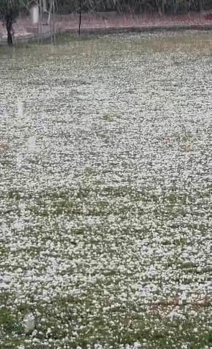 Nature's fury in Vidisha: Kurwai's farmers hit by hail, golden crops destroyed