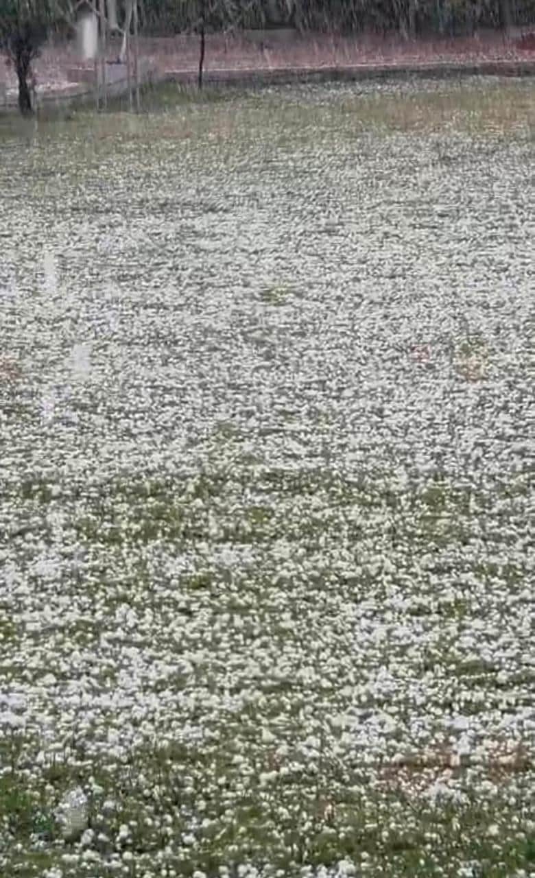 विदिशा में ओलावृष्टि से फसलें प्रभावित