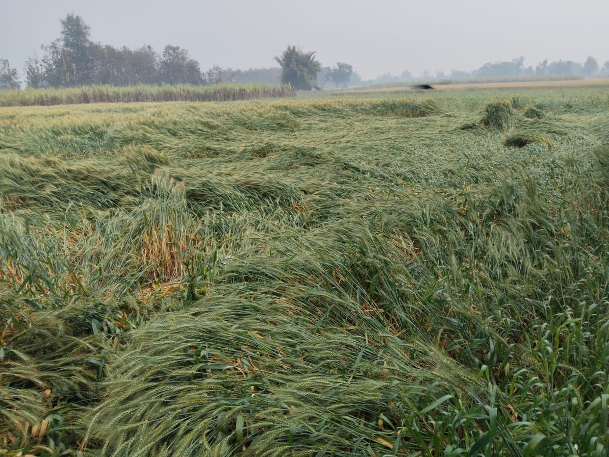 A young man died due to lightning, and crops were damaged by storm and rain.