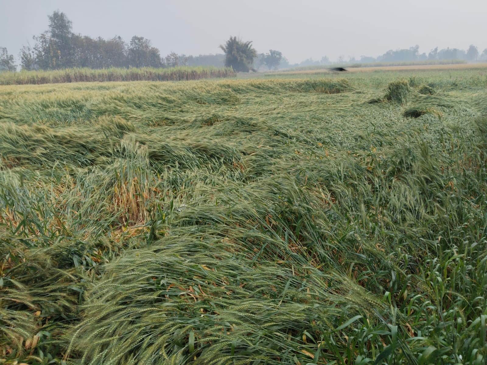 बलरामपुर के रेहरा बाजार में बारिश के बीच खेत में गिरी गेहूं की फसल ।-संवाद