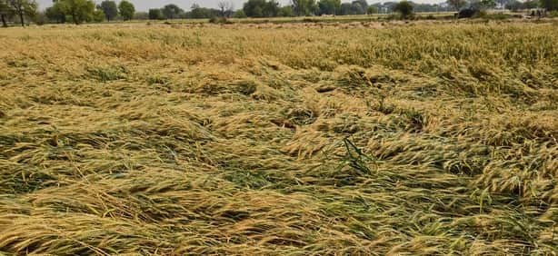 बारिश के बाद सिवानी क्षेत्र में बिछी गेहूं की फसल।