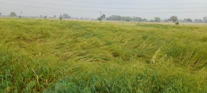 Storm and rain spark farmer anxiety: Wheat at risk of lodging mustard may sprout prematurely